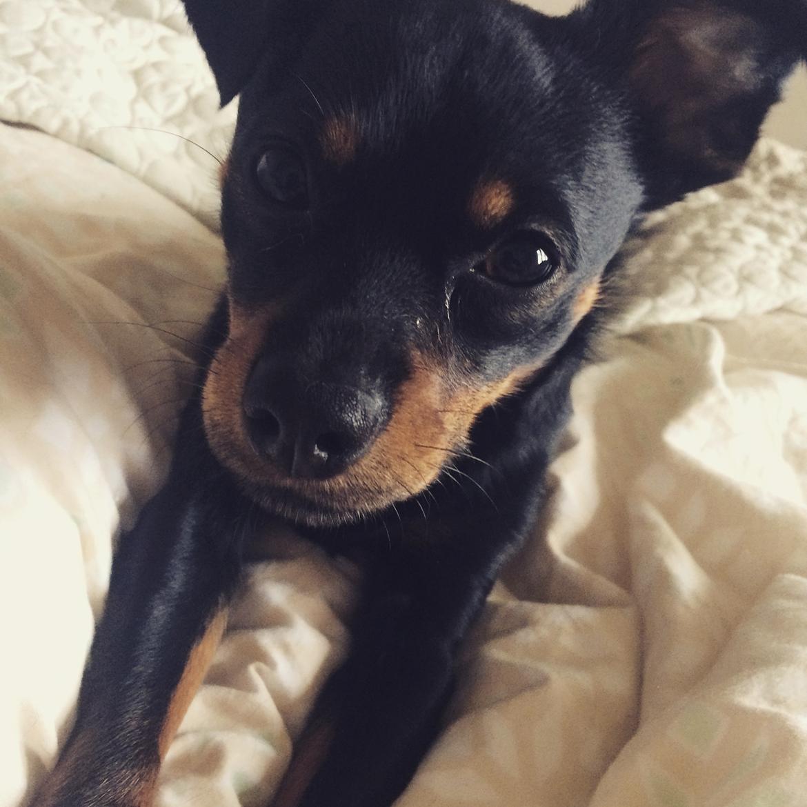 Blanding af racer Marlie billede 3