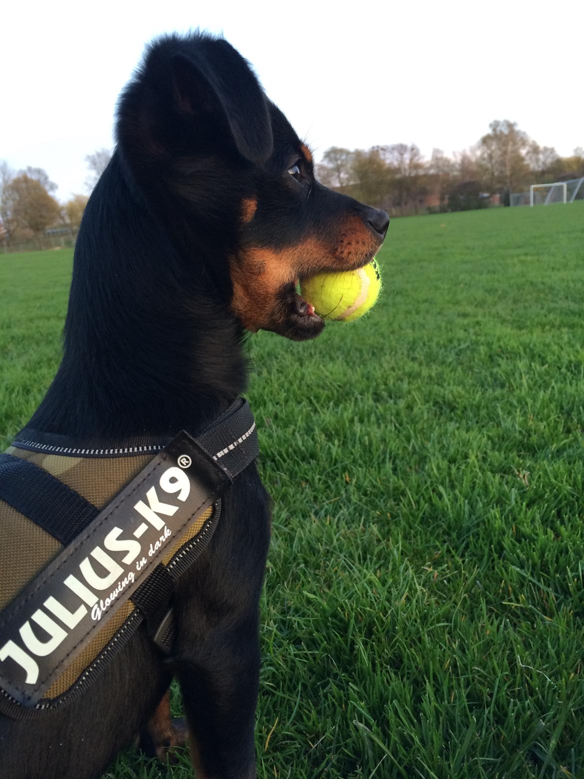 Blanding af racer Marlie billede 4