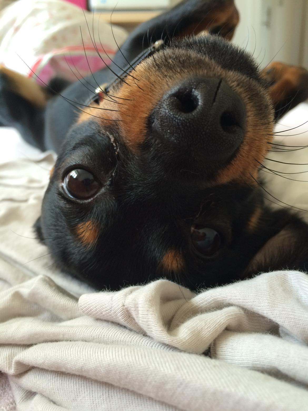 Blanding af racer Marlie billede 5