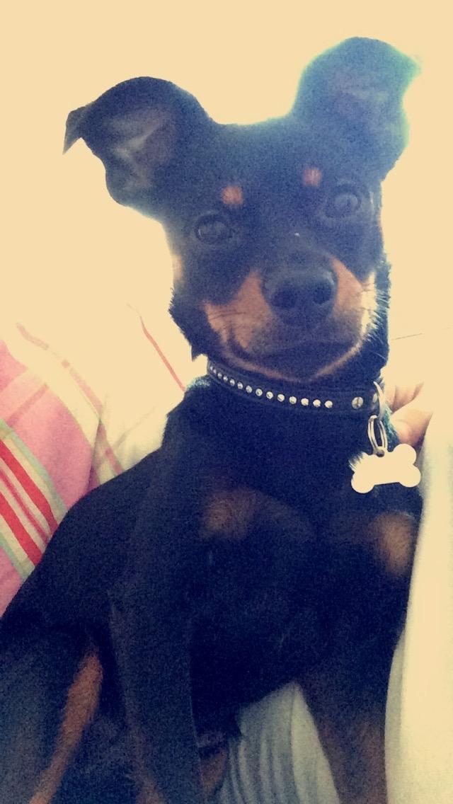 Blanding af racer Marlie billede 6