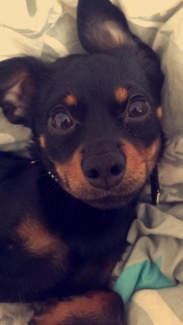 Blanding af racer Marlie billede 7