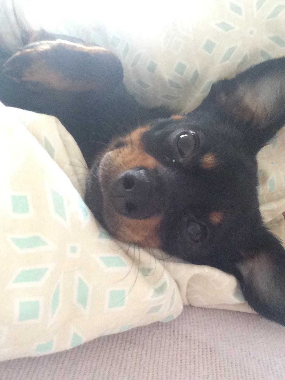 Blanding af racer Marlie billede 8