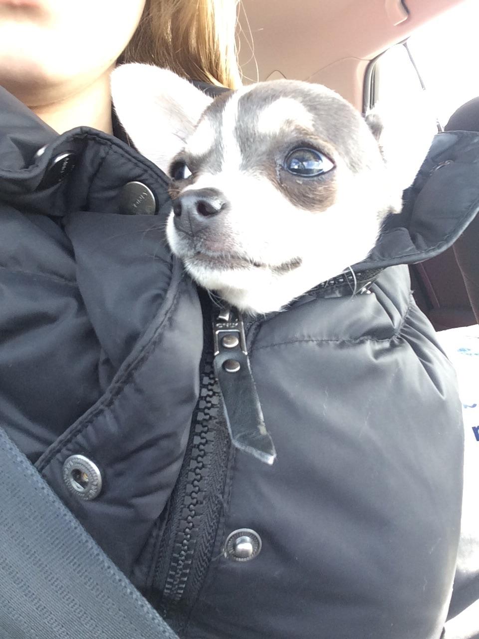 Chihuahua Abby billede 5