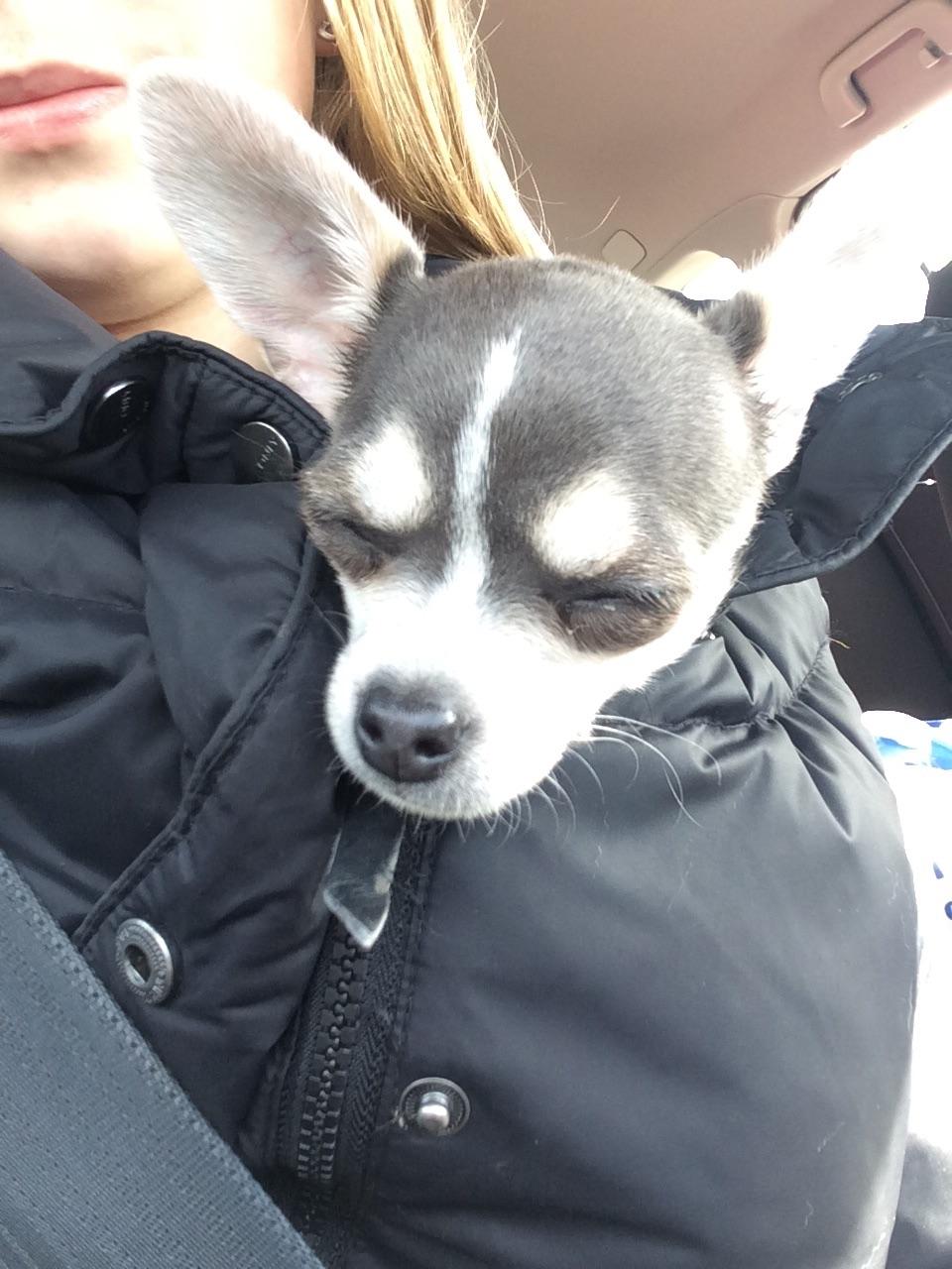 Chihuahua Abby billede 4