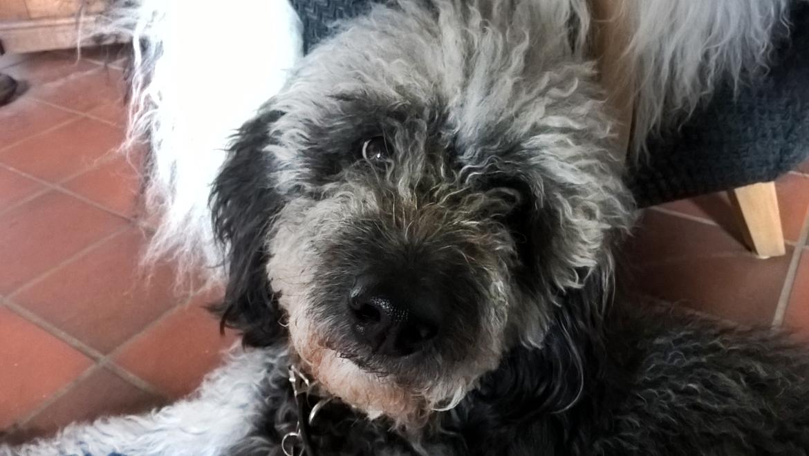 Blanding af racer Lilly (F1B Sproodle) billede 8