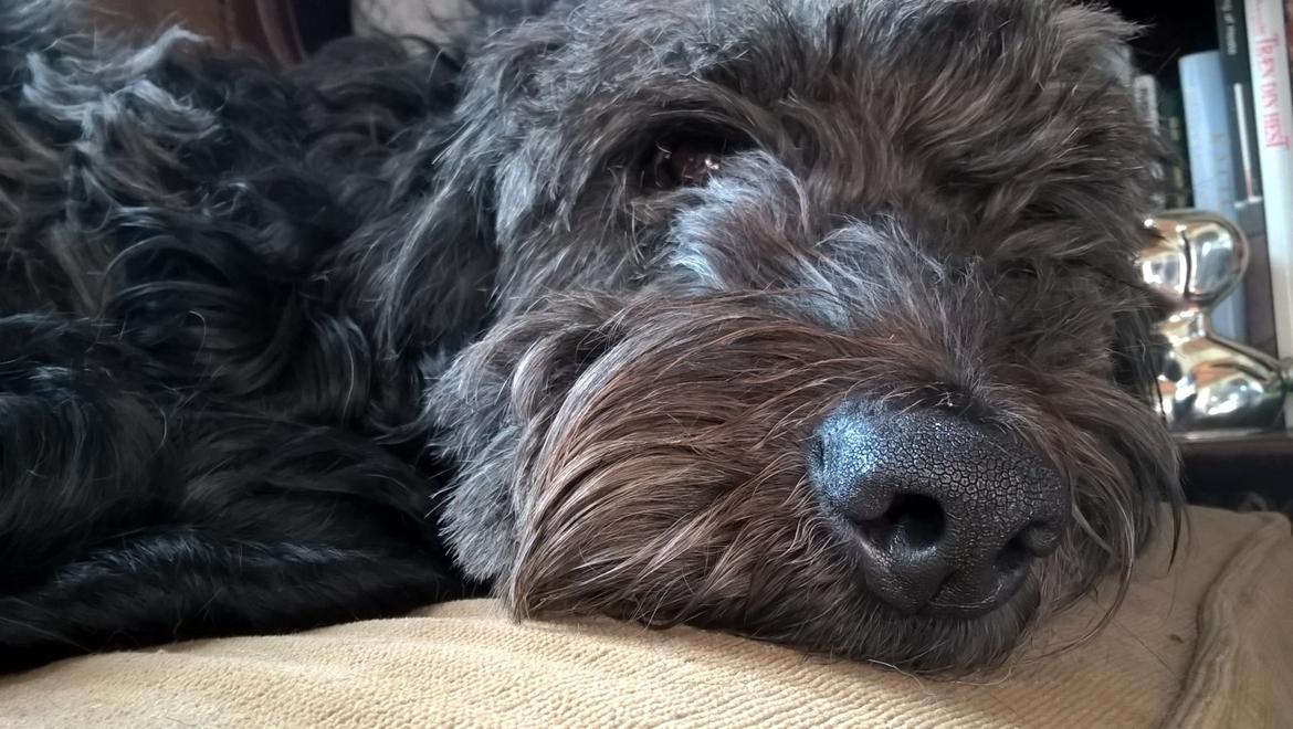 Blanding af racer Sandy Hawaii (F1 Sproodle) billede 7