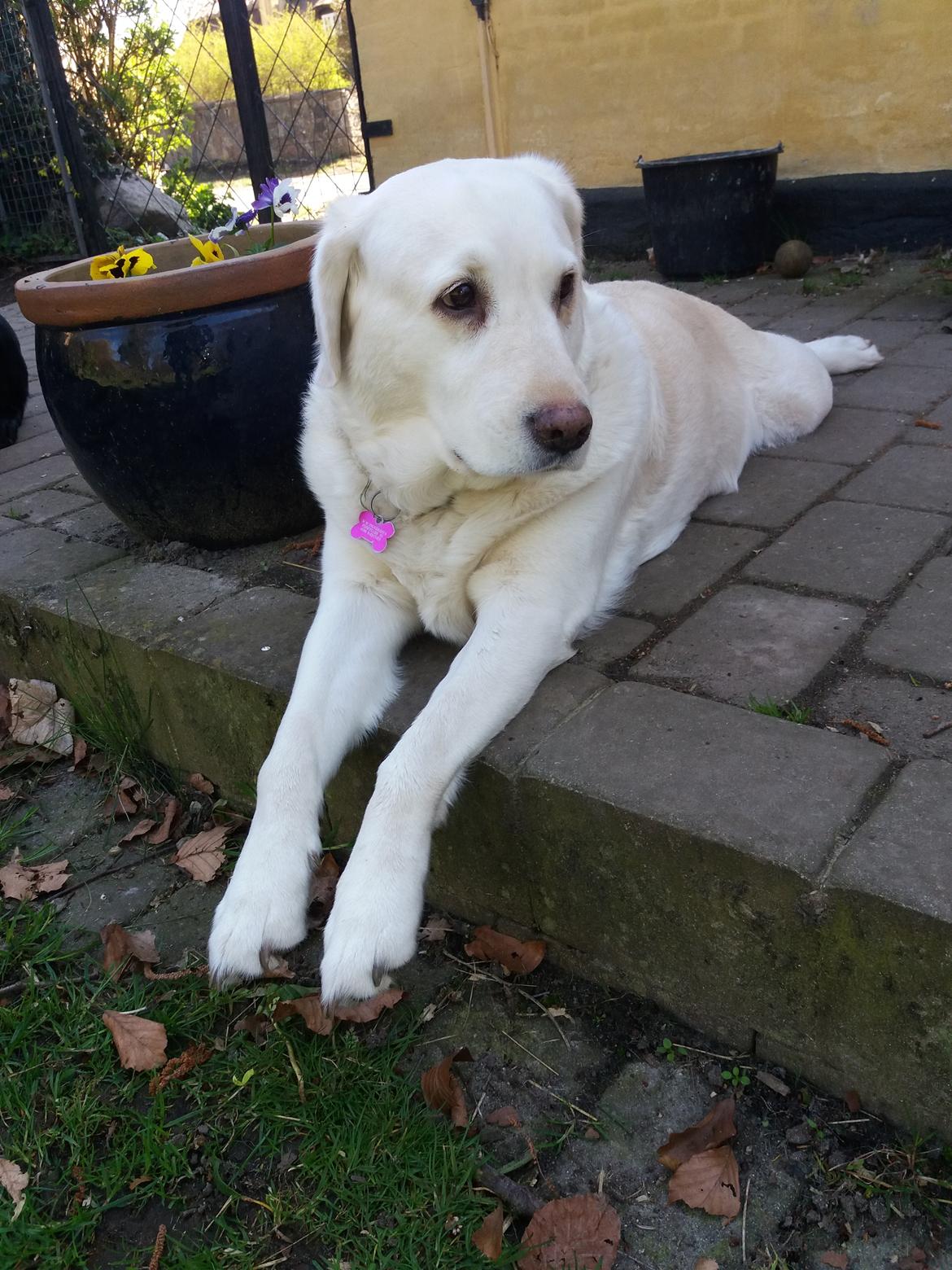 Blanding af racer †Puk† - Taget den 09/04 2017  billede 38