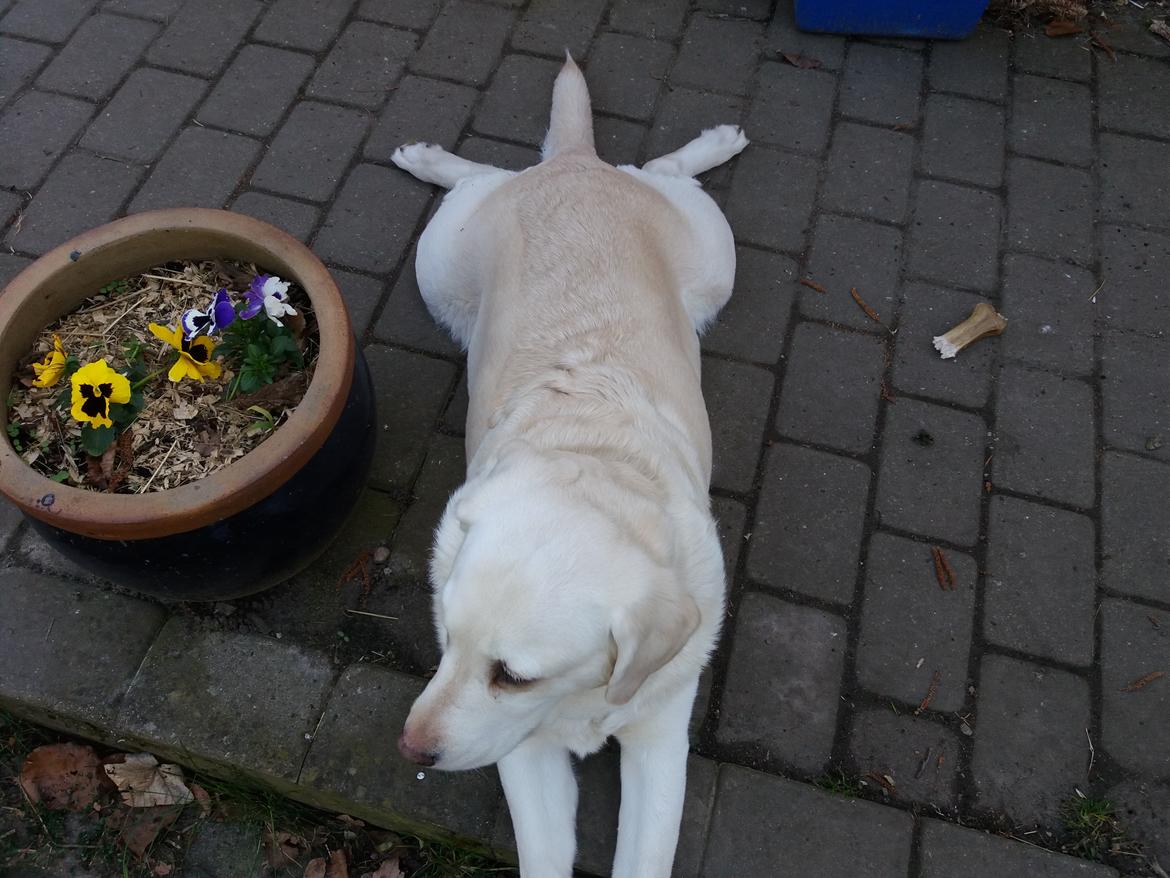 Blanding af racer †Puk† - Hvem er en god bøllefrø :D Taget den 09/04 2017 billede 46