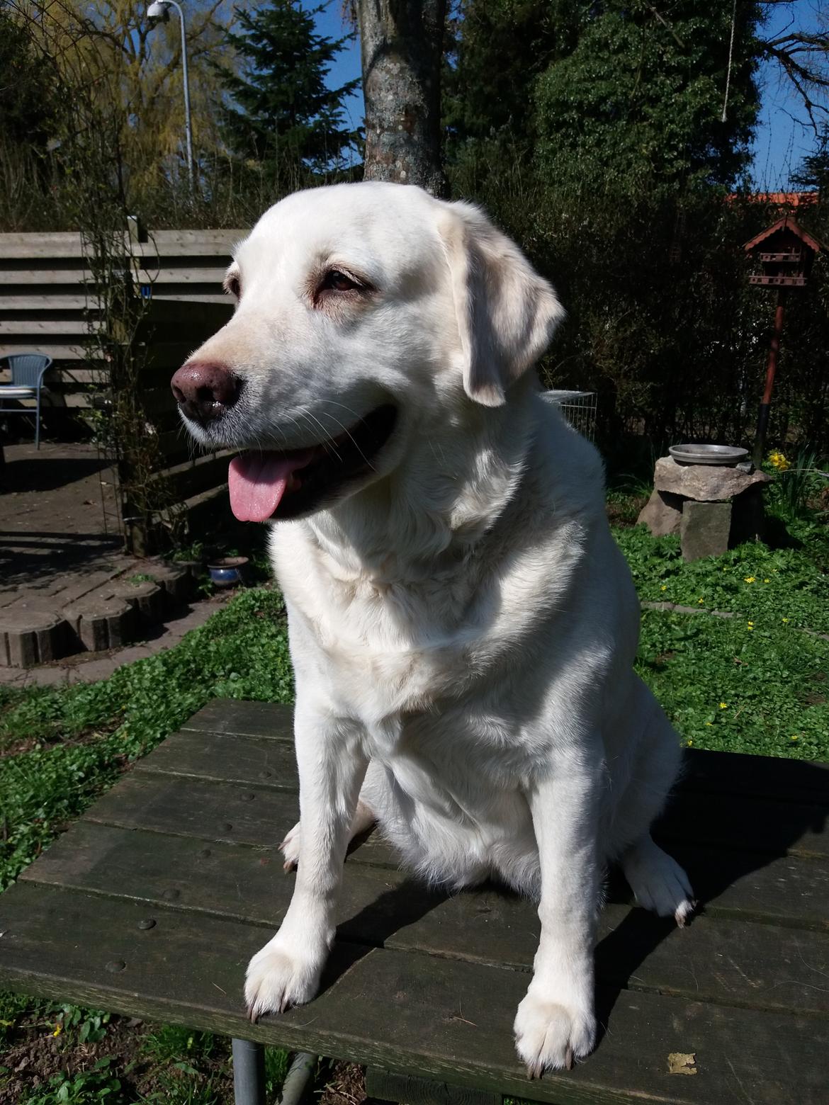 Blanding af racer †Puk† - Taget den 09/04 2017 billede 21