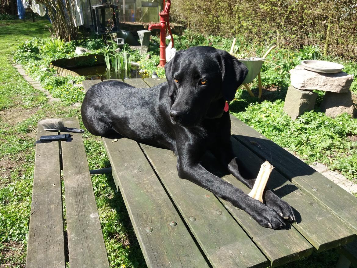 Labrador retriever † Sif †  - Taget den 09/04 2017 billede 11