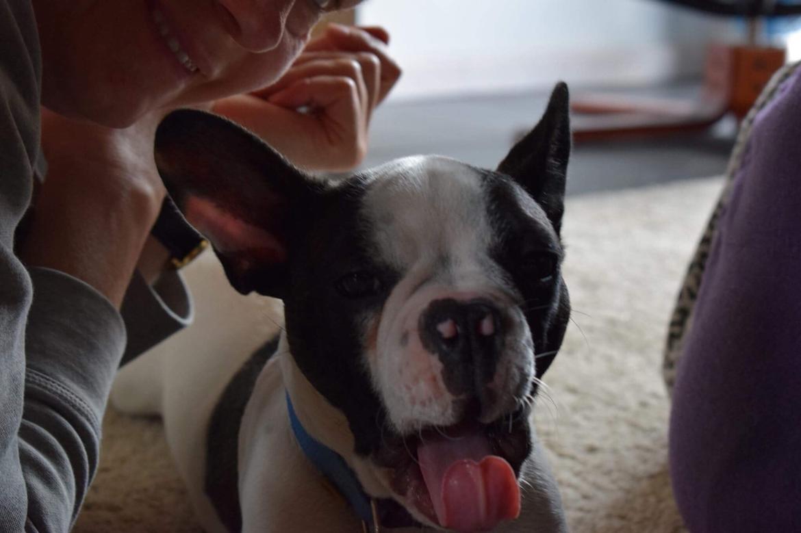 Fransk bulldog Torro - Det er så hårdt, at bo i Danmark - netop hjemvendt '17 billede 18