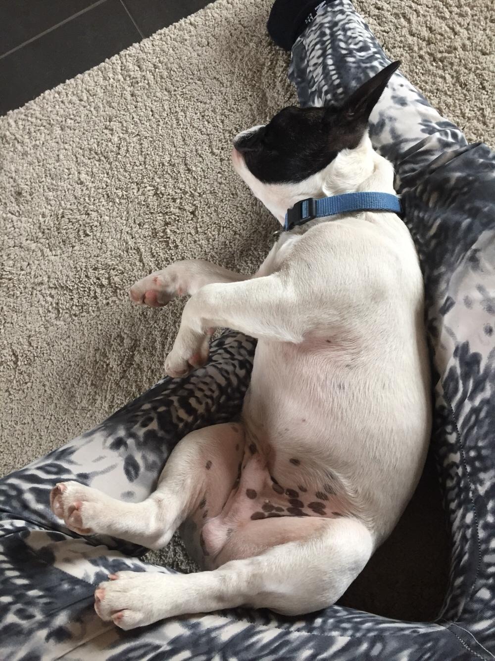 Fransk bulldog Torro billede 19