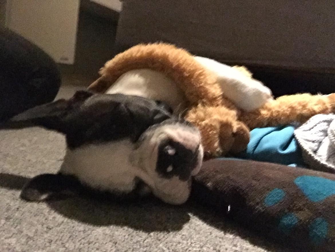 Fransk bulldog Torro - Aben er min bedste ven - Danmark '17 billede 20