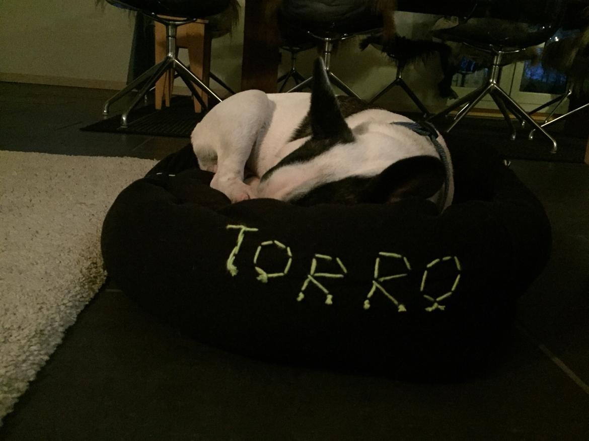 Fransk bulldog Torro - I hans hjemmelavet kurv - Danmark '17 billede 22