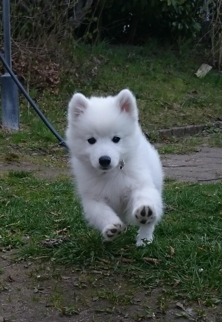 Japansk spids Keimiko Di-Shi's Genkina Iroh billede 31