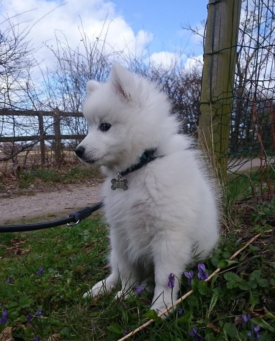 Japansk spids Keimiko Di-Shi's Genkina Iroh - Iroh 10 uger <3 billede 33