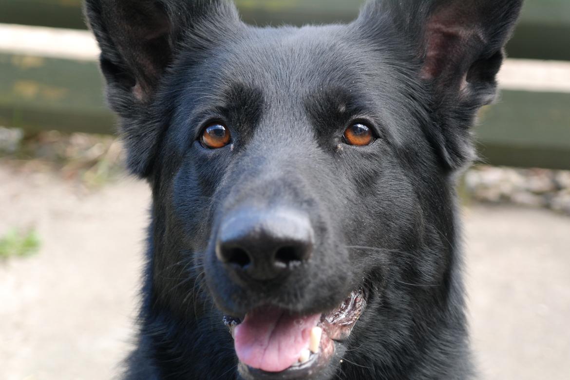 Schæferhund Jen-Ager's Una *Skygge* billede 2