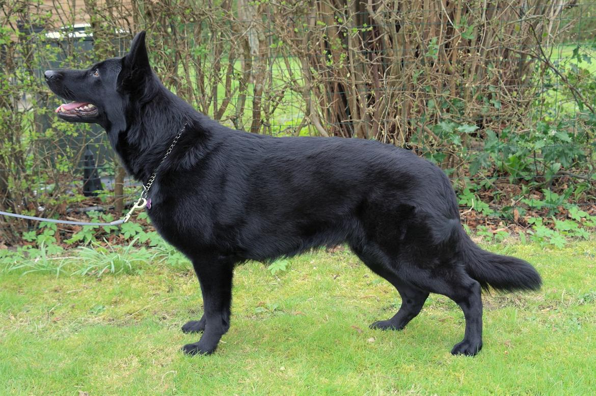 Schæferhund Jen-Ager's Una *Skygge* billede 1