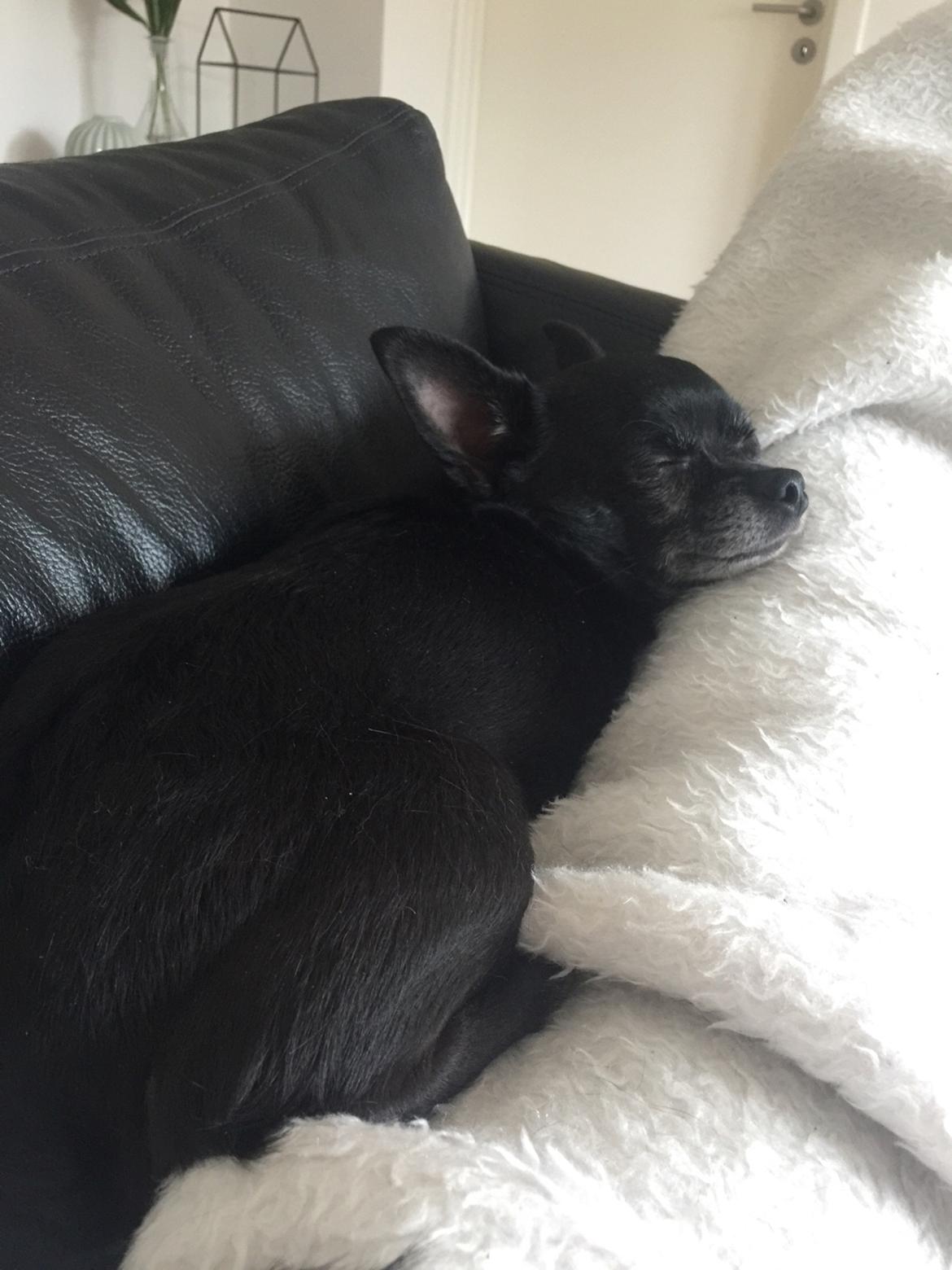 Chihuahua Theo billede 14