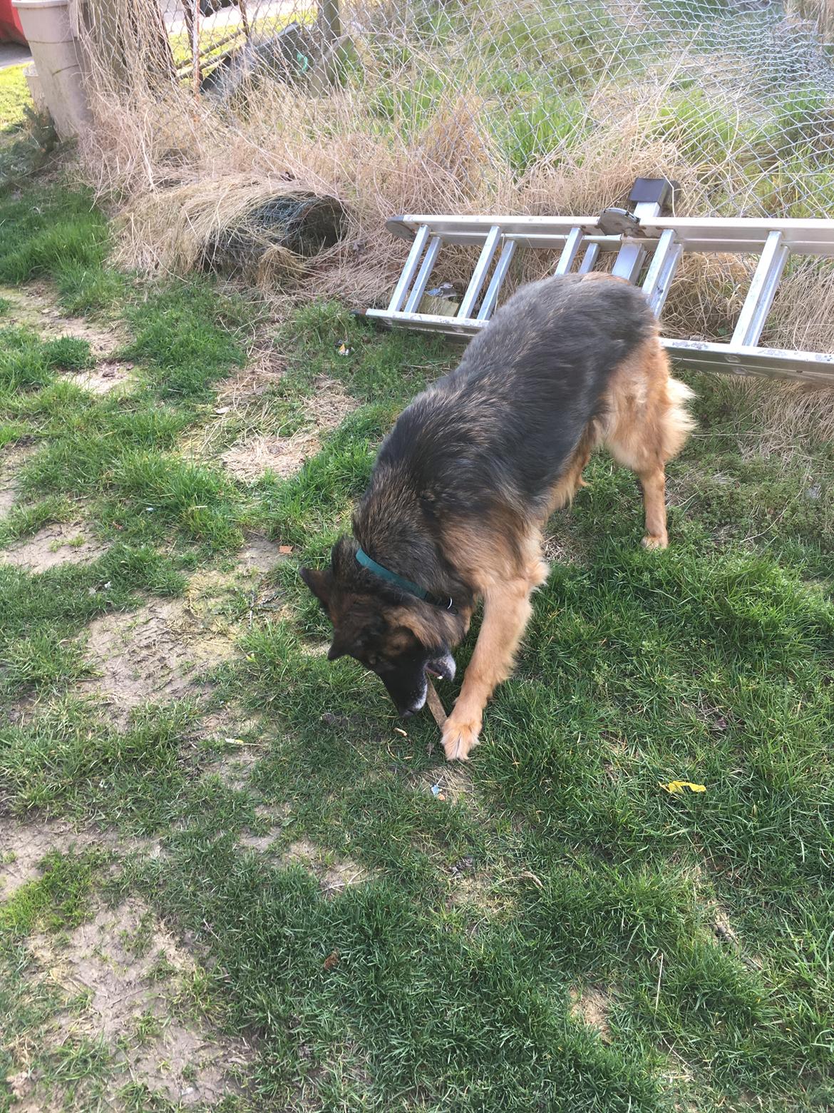 Schæferhund Sille død 2/3 2022  - Gnaske gnaske gnaske ❤️❤️❤️ billede 30