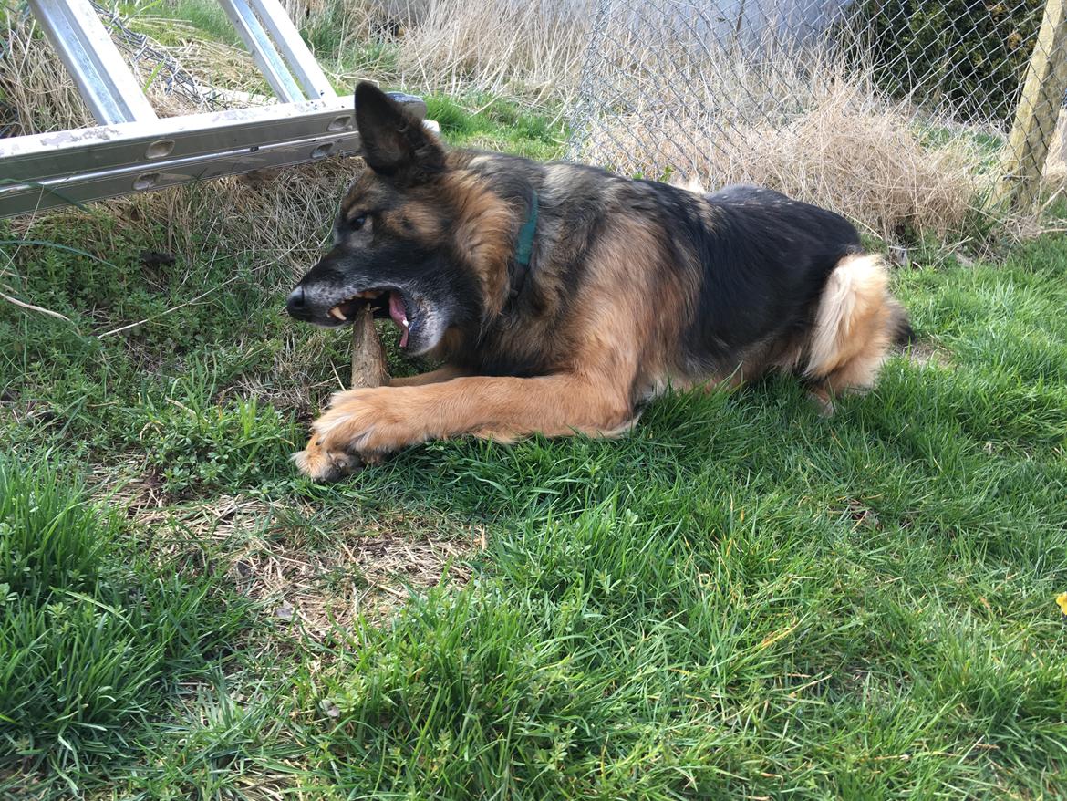 Schæferhund Sille død 2/3 2022  - Mit ben mor du får den ikke nej 😂😂 billede 32