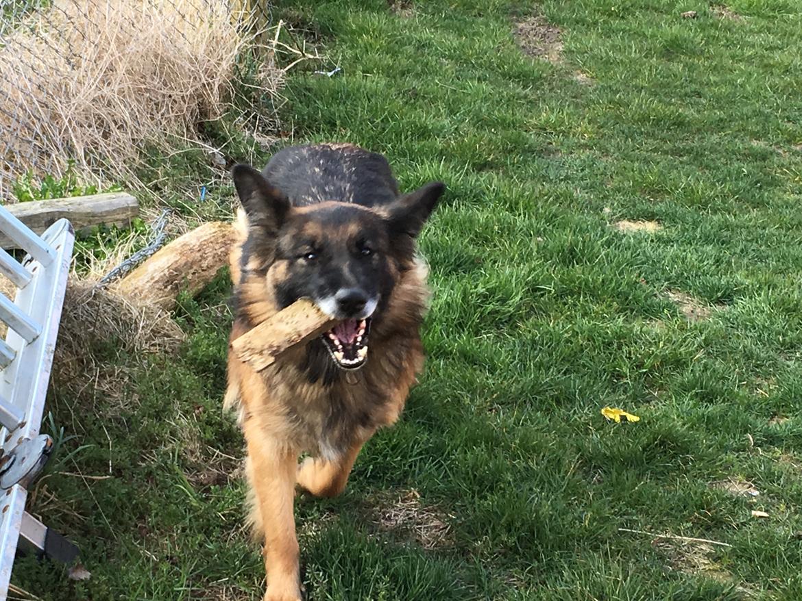 Schæferhund Sille død 2/3 2022  - Jeg elsker lej og skov ❤️❤️❤️💕 billede 33