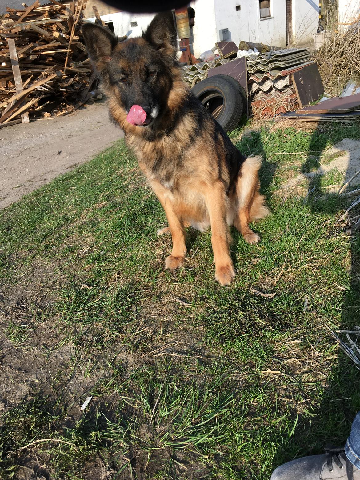 Schæferhund Sille død 2/3 2022  - Ser ud som om hun er faldet i søvnen men hun har øje på en pind 😜 billede 34