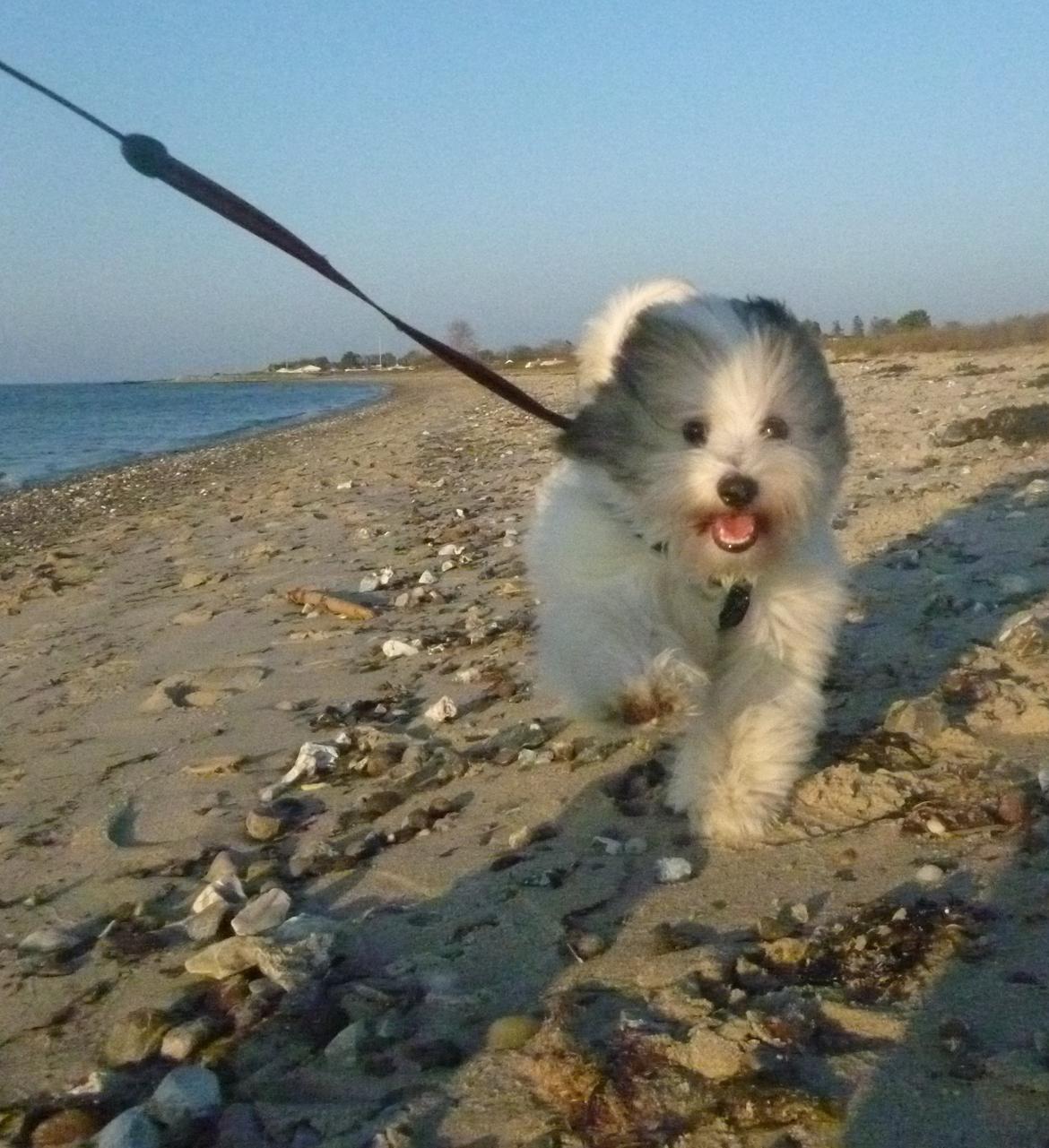 Coton de tulear King billede 23