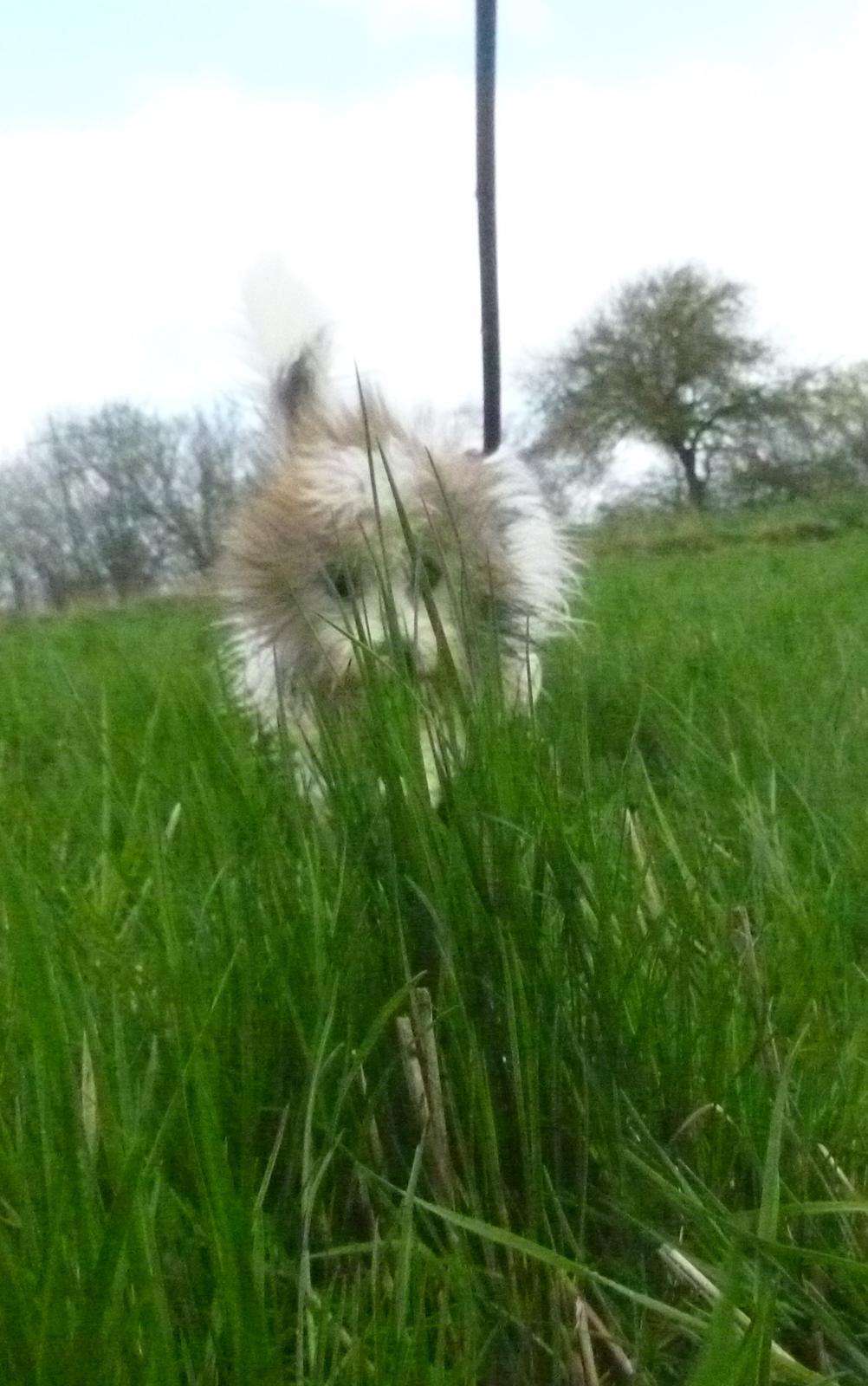 Coton de tulear King billede 28