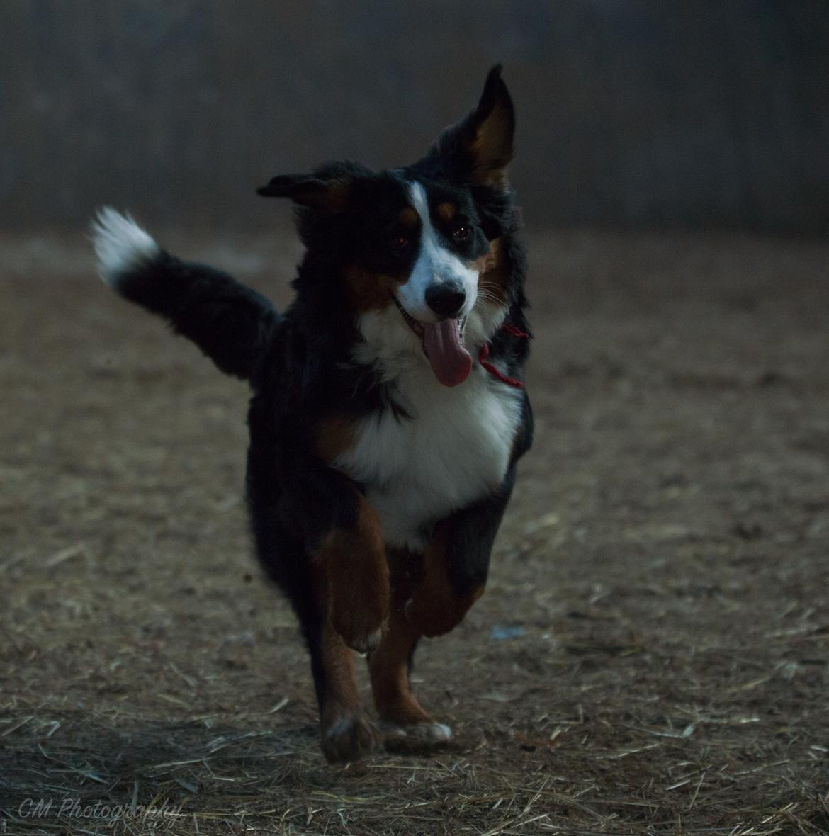 Berner sennenhund Scachris´s Sille "Lippa" billede 37