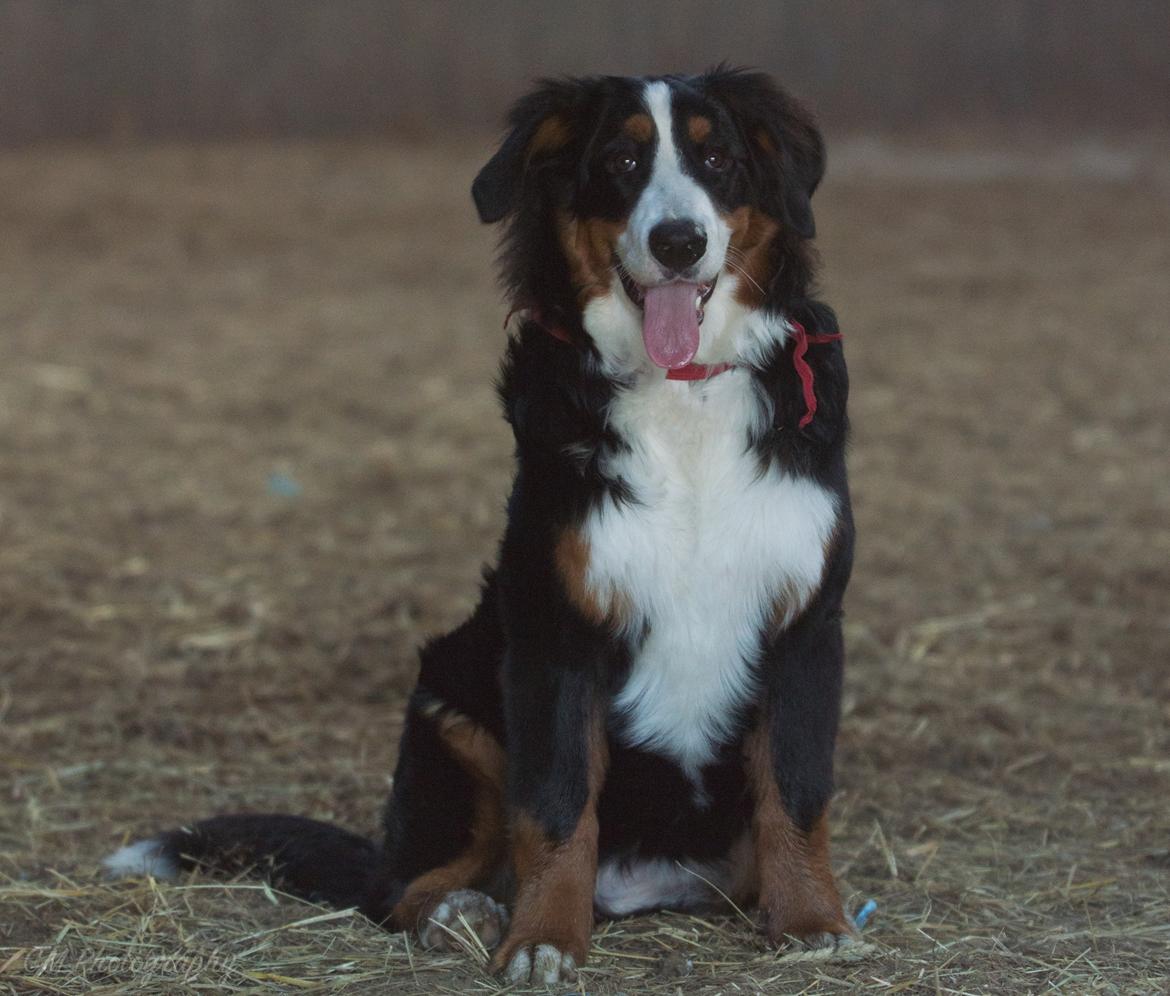 Berner sennenhund Scachris´s Sille "Lippa" billede 38