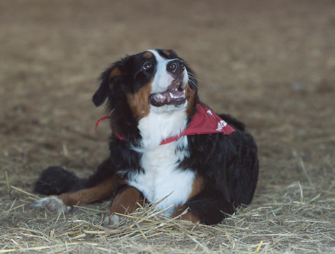 Berner sennenhund Scachris´s Sille "Lippa" billede 41