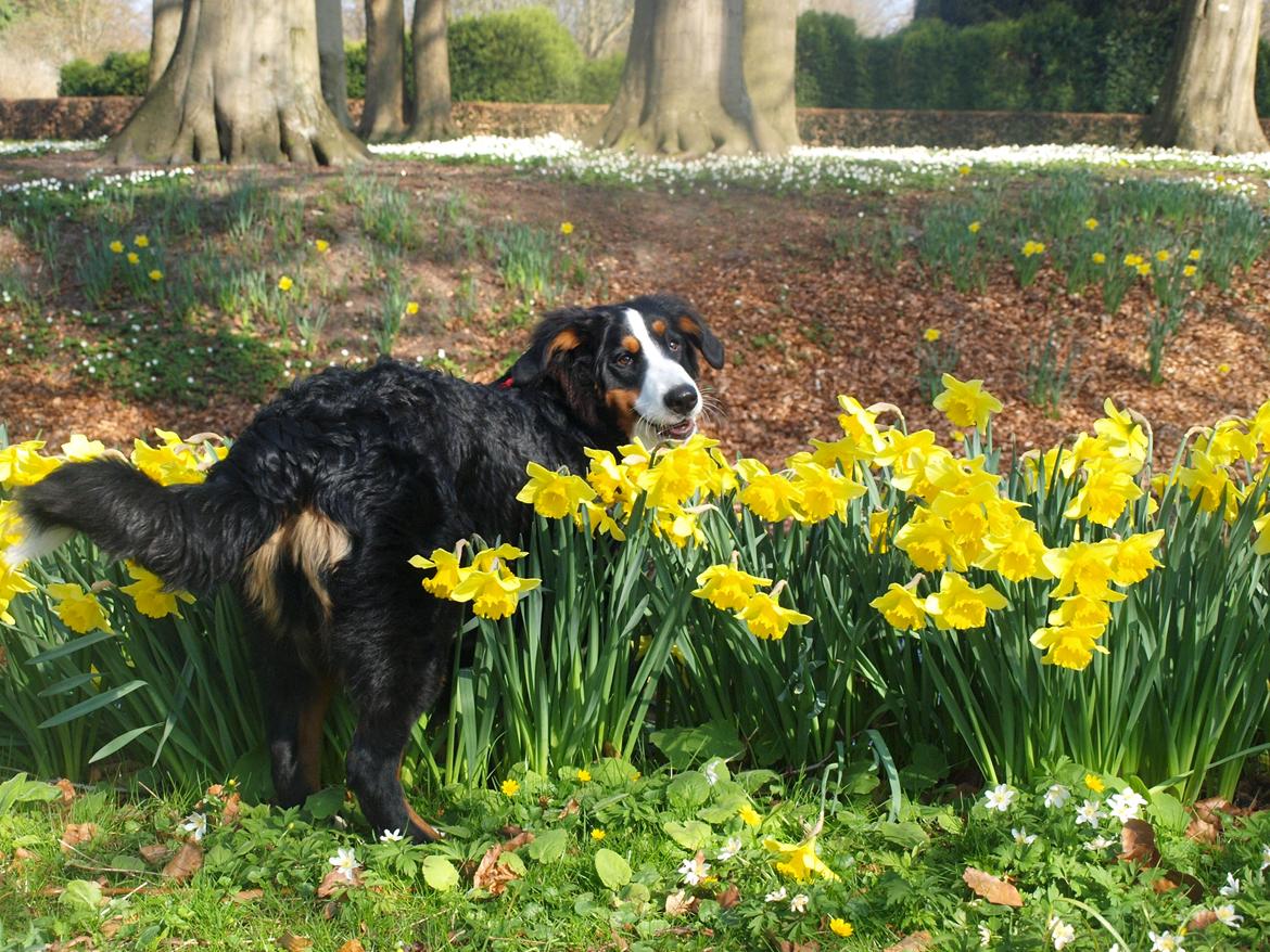 Berner sennenhund Scachris´s Sille "Lippa" billede 43