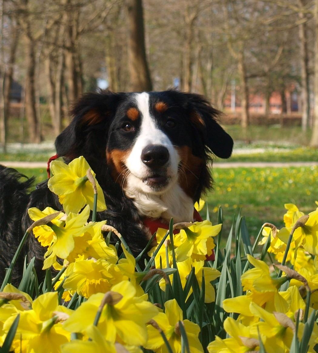 Berner sennenhund Scachris´s Sille "Lippa" billede 47