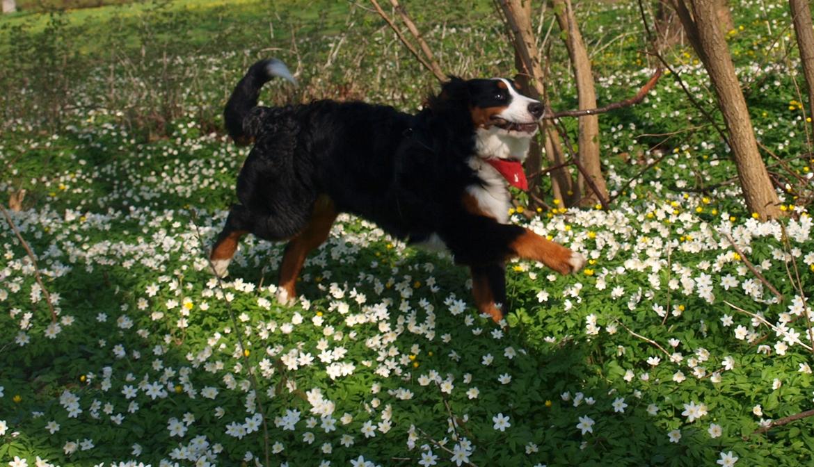 Berner sennenhund Scachris´s Sille "Lippa" billede 49