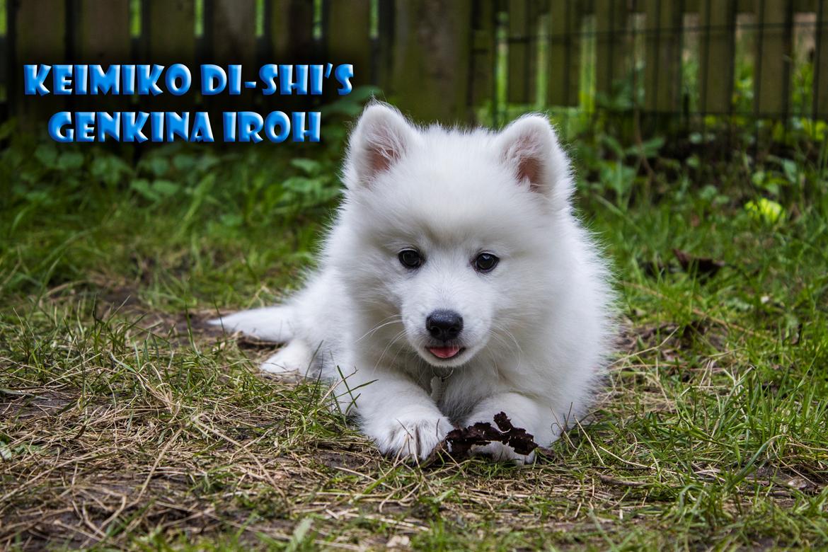 Japansk spids Keimiko Di-Shi's Genkina Iroh - Spiser blade :P 13/4-17 billede 26