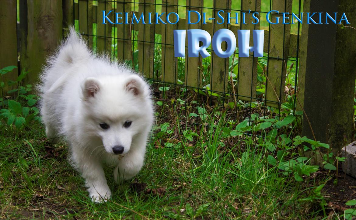 Japansk spids Keimiko Di-Shi's Genkina Iroh - Løber efter ting :) 13/4-17 billede 27