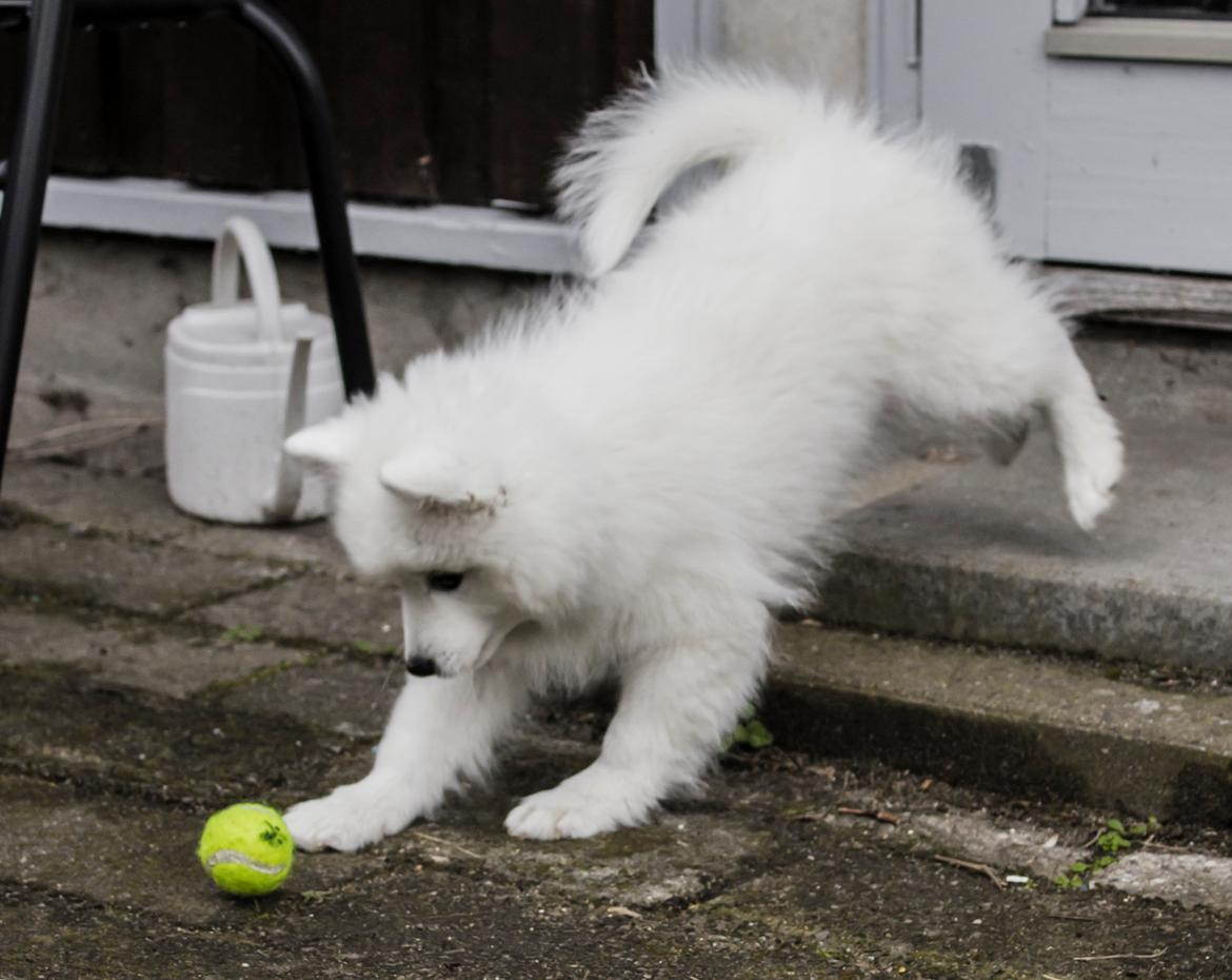 Japansk spids Keimiko Di-Shi's Genkina Iroh - Leger med bold :) 13/4-17 billede 29