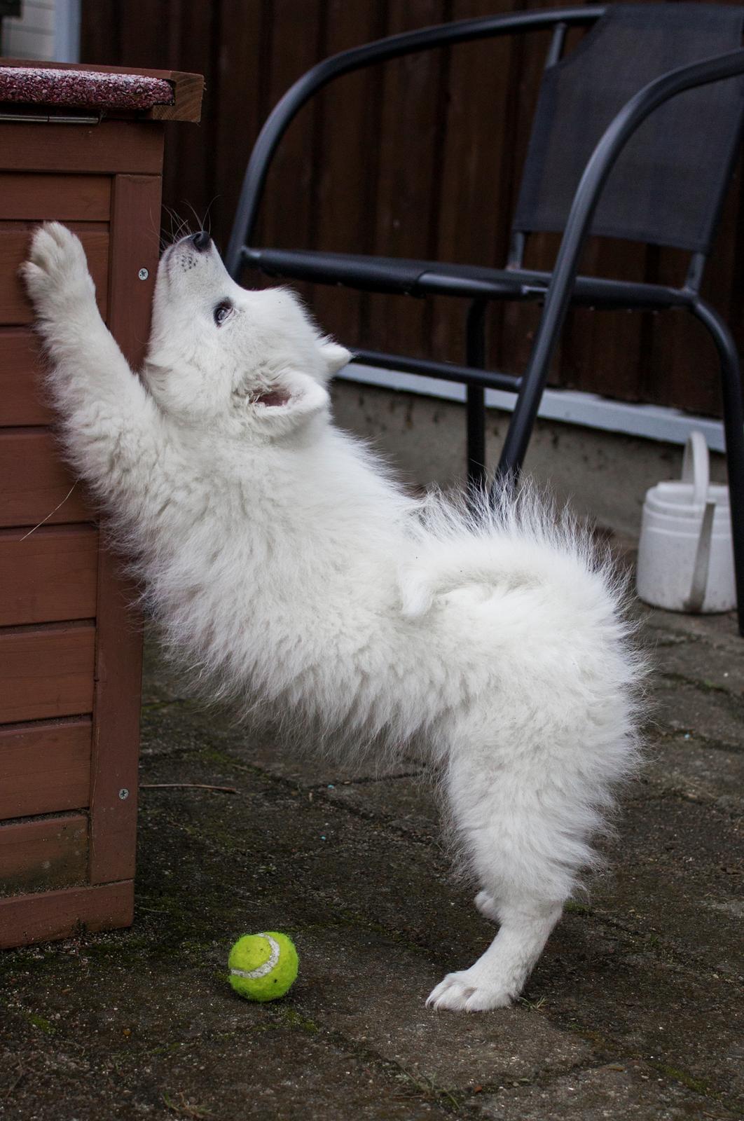 Japansk spids Keimiko Di-Shi's Genkina Iroh - Strækker sig lige op af Fusses løbegård :P 13/4-17 billede 30