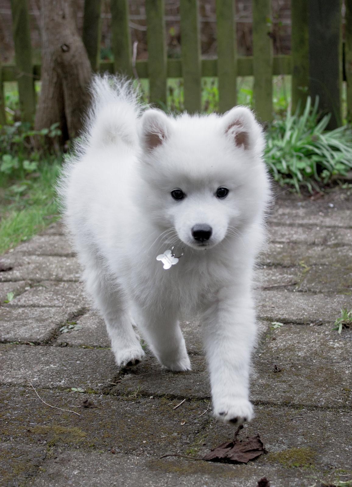 Japansk spids Keimiko Di-Shi's Genkina Iroh - Kommer når man kalder :) 13/4-17 billede 28