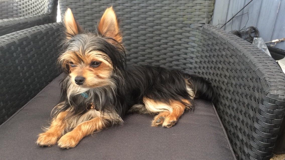 Blanding af racer Buddy billede 15