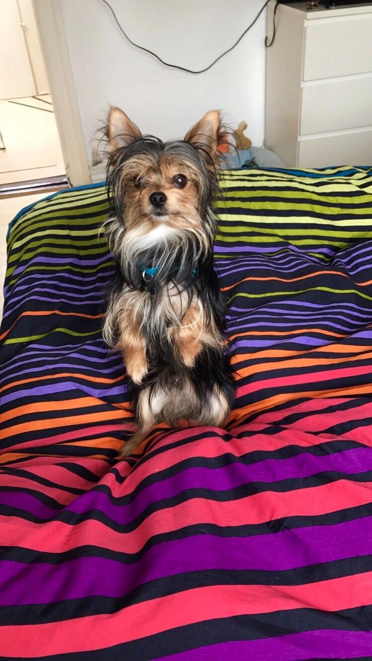 Blanding af racer Buddy billede 16