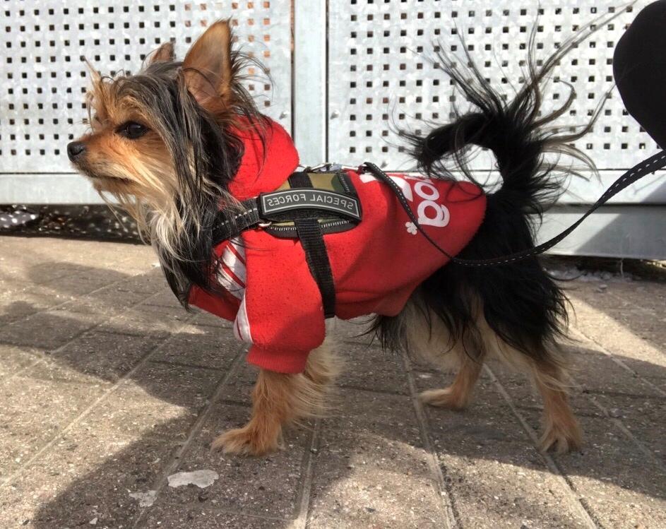 Blanding af racer Buddy billede 18