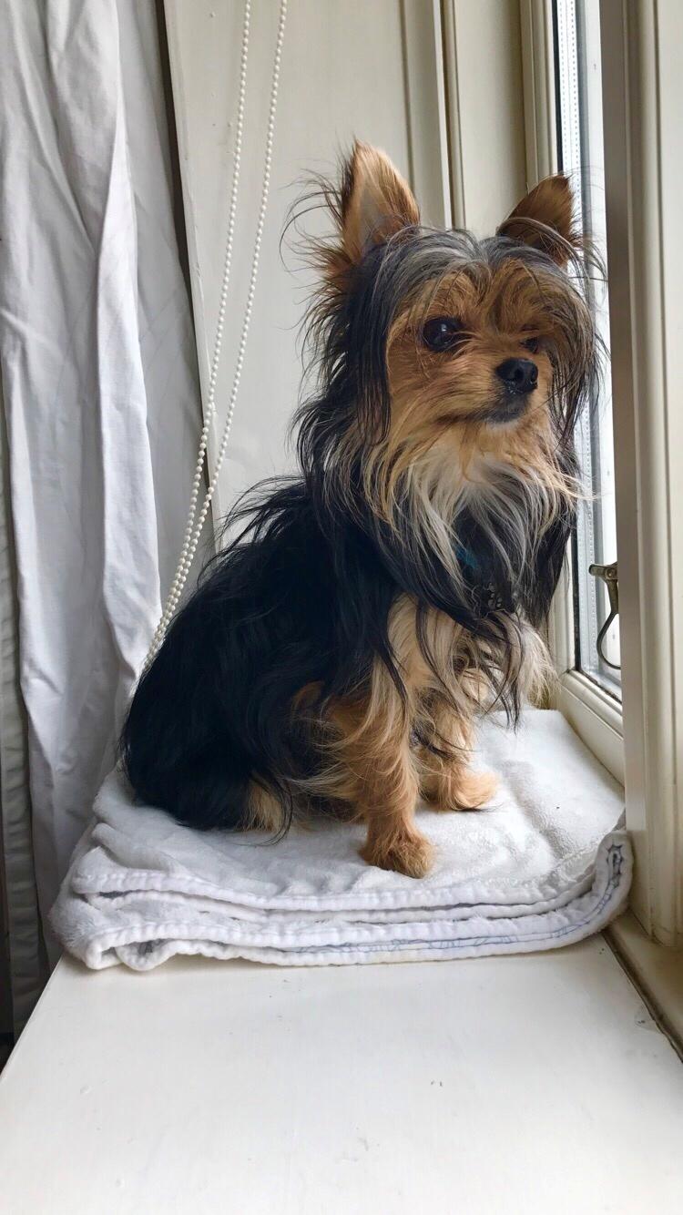 Blanding af racer Buddy billede 19