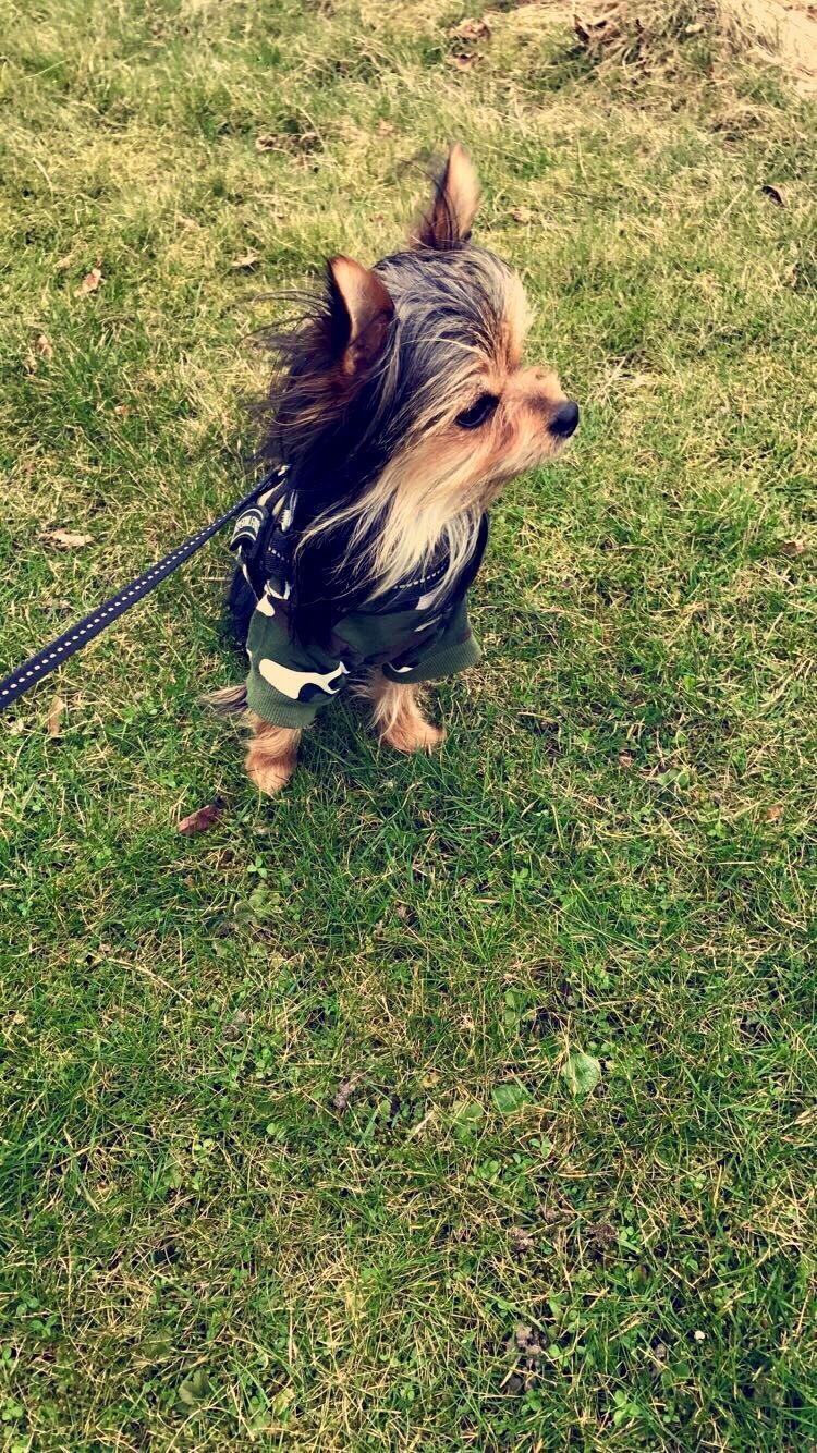 Blanding af racer Buddy billede 17