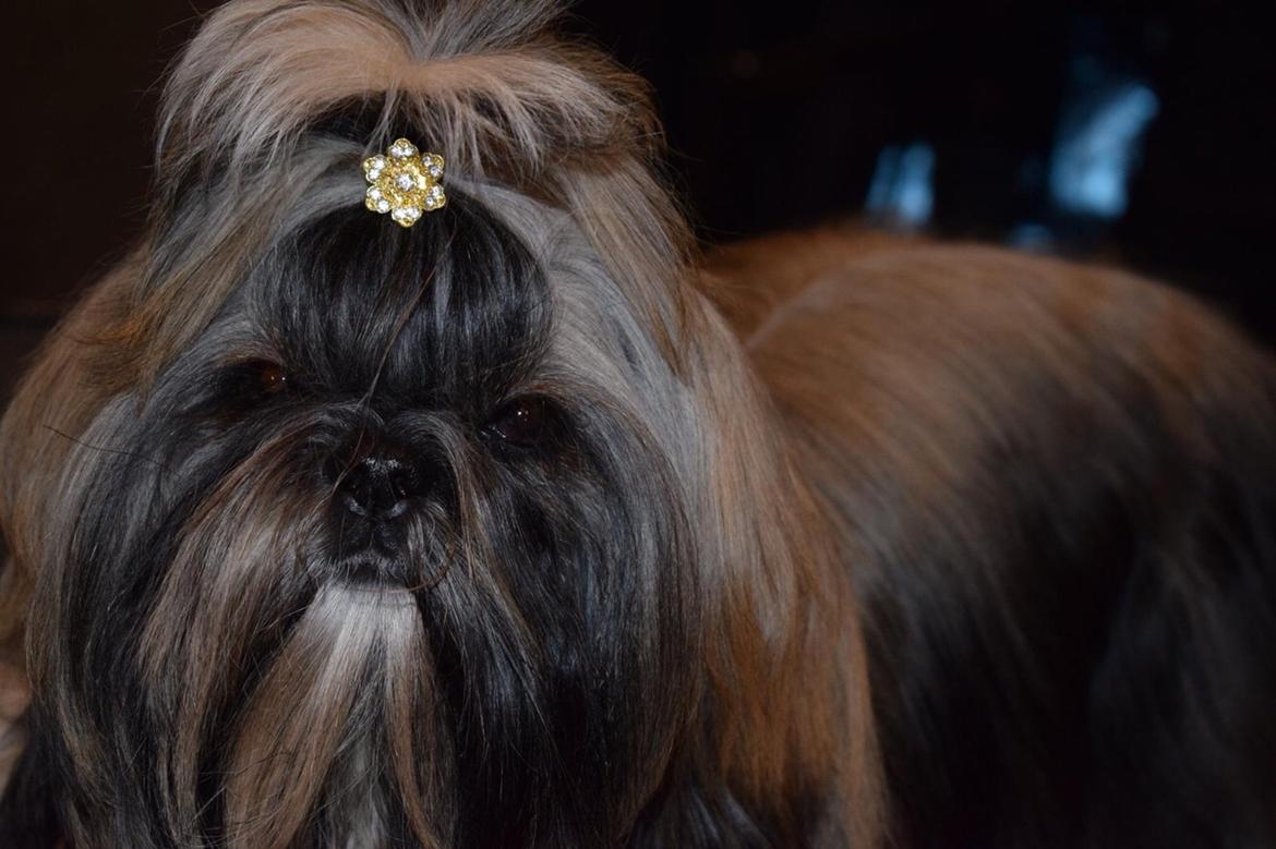 Shih tzu Perle "fra Mønsted's hunde" billede 22