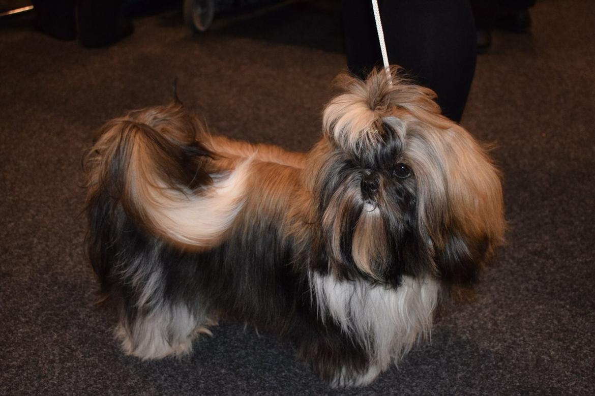 Shih tzu Perle "fra Mønsted's hunde" billede 25