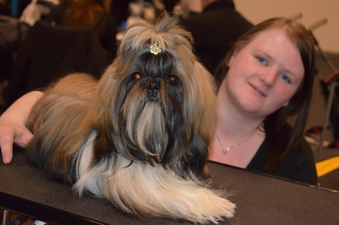 Shih tzu Perle "fra Mønsted's hunde" billede 26
