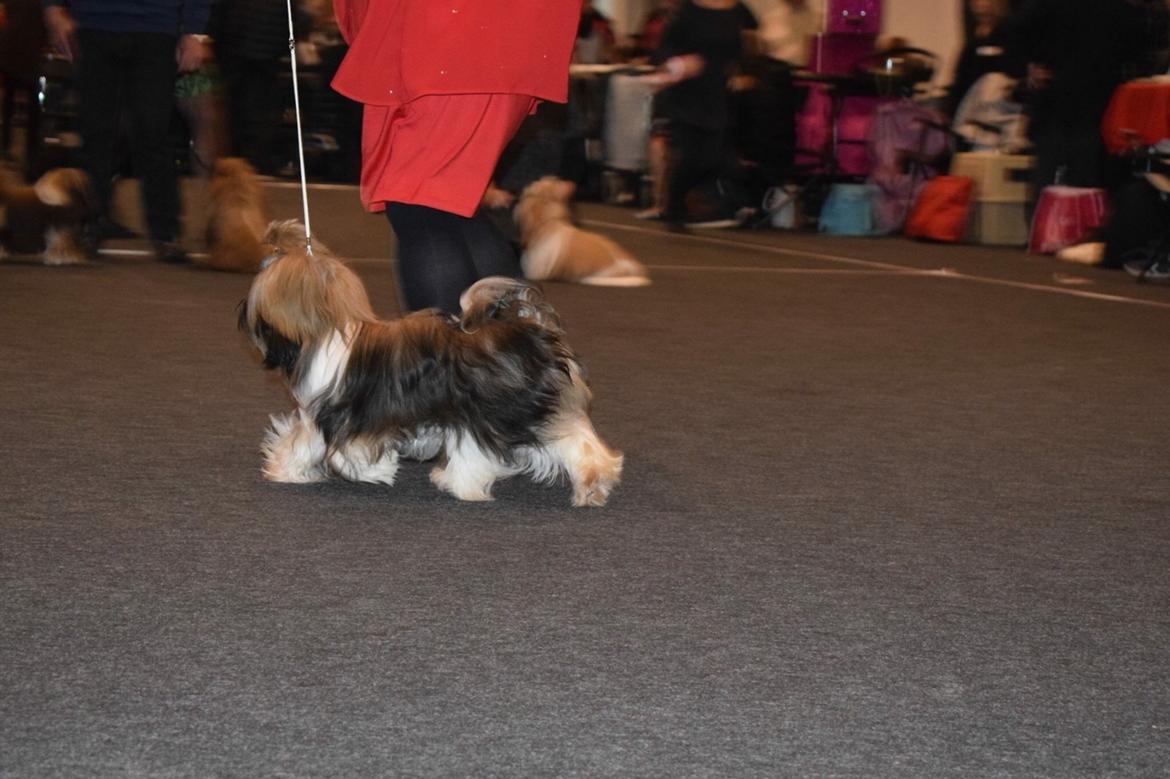 Shih tzu Perle "fra Mønsted's hunde" billede 30