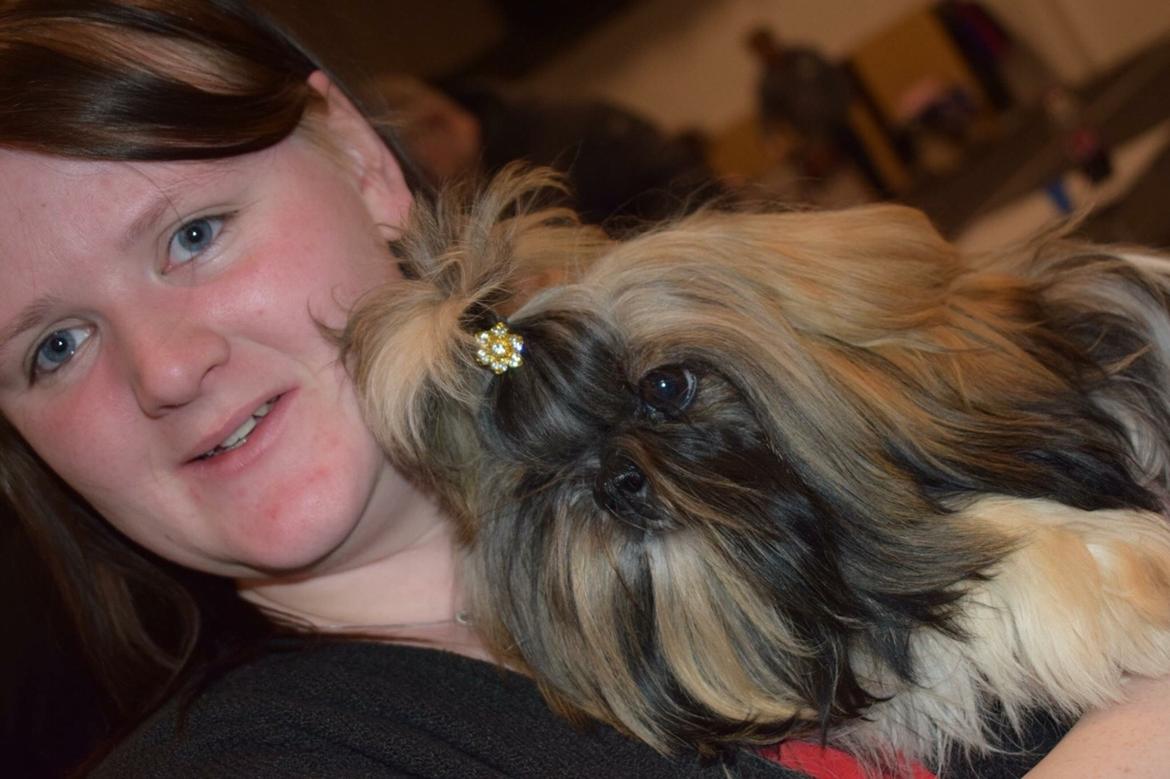 Shih tzu Perle "fra Mønsted's hunde" billede 29
